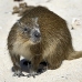 hutia_desmarest_chiq_jar_v_0222_cub2337.jpg